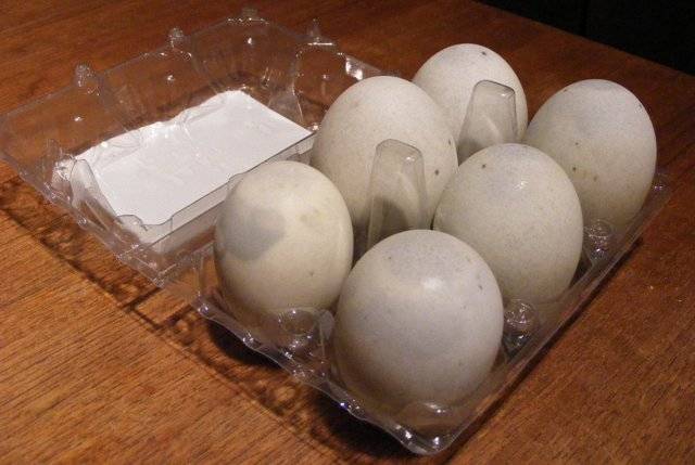 Можно ли есть утиные яйца польза и вред правила приготовления
