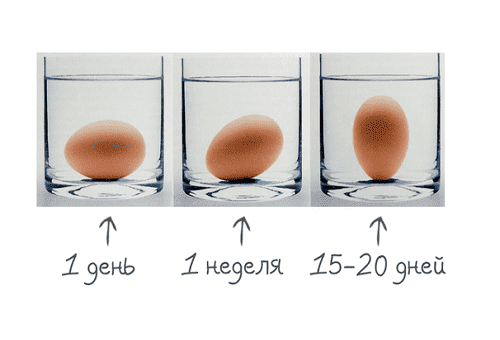 как проверить свежие перепелиные яйца или нет. Смотреть фото как проверить свежие перепелиные яйца или нет. Смотреть картинку как проверить свежие перепелиные яйца или нет. Картинка про как проверить свежие перепелиные яйца или нет. Фото как проверить свежие перепелиные яйца или нет