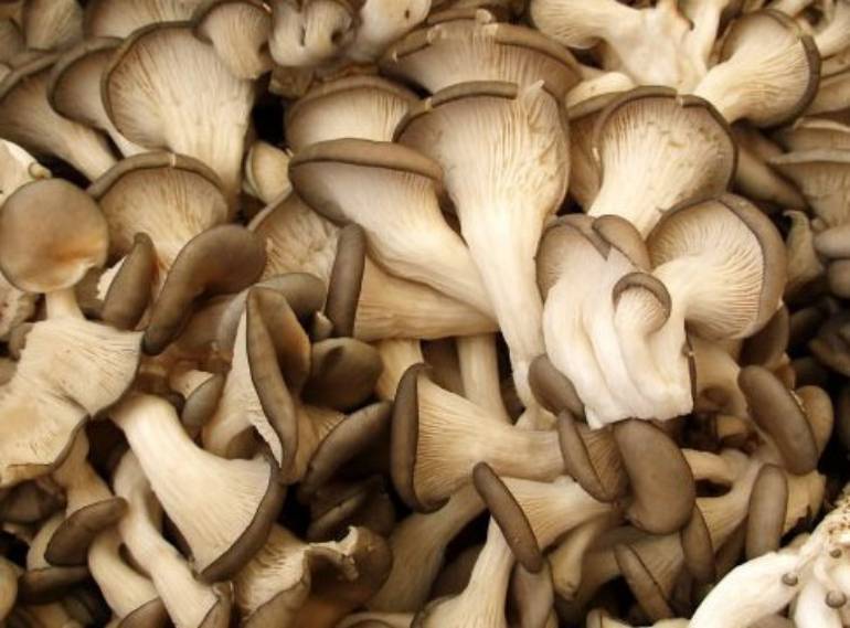 Польза и вред грибов вешенок для организма