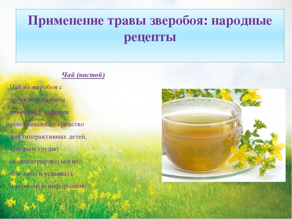 Чай из зверобоя: польза и вред, способы приготовления