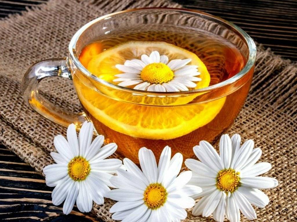 Целительный напиток: полезные свойства ромашкового чая для женского, мужского и детского здоровья