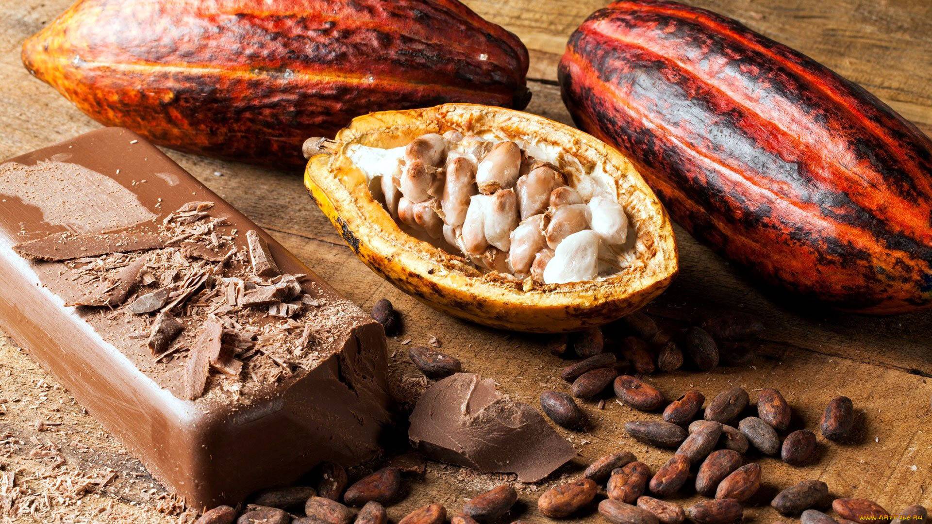 Какао-бобы — польза и вред для здоровья