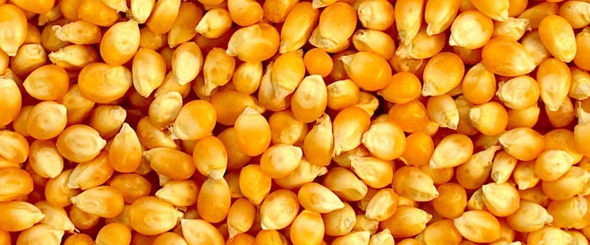 Как и когда убирать кукурузу на зерно и силос?