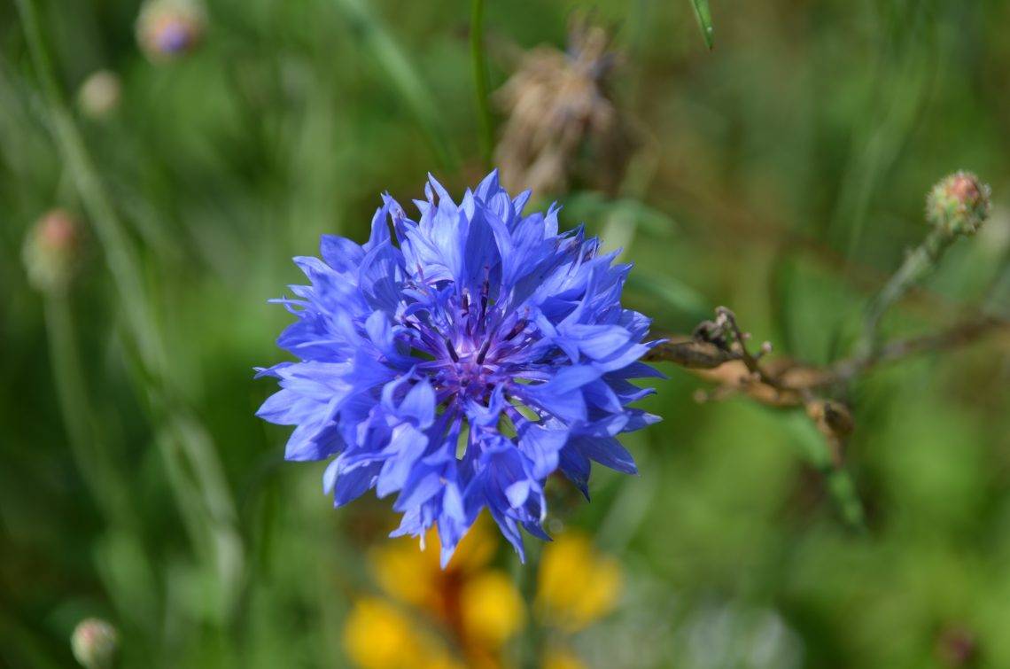 Василек синий — описание и применение цветков василька