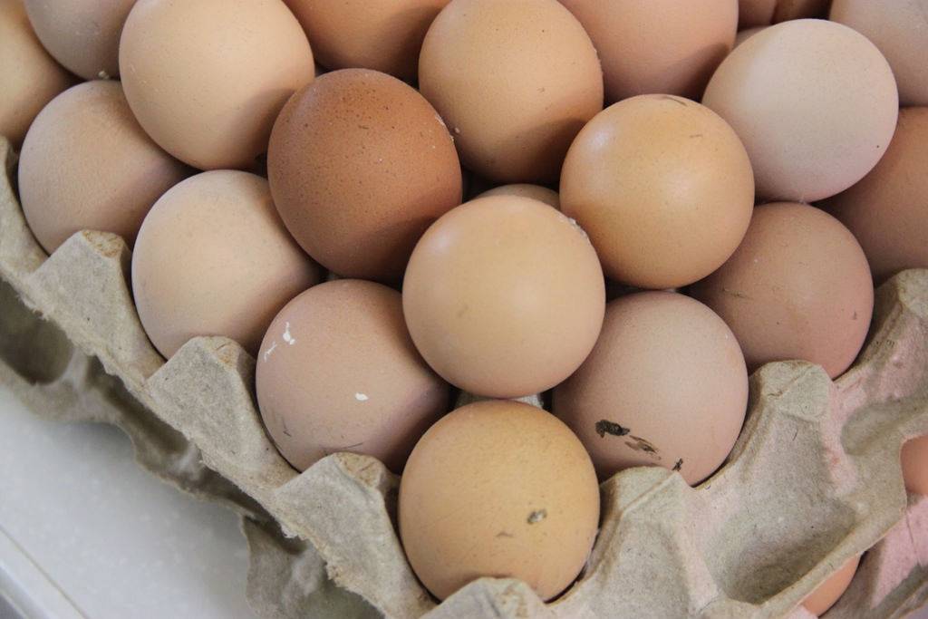 Индюшиные яйца: свойства, хранение и сбор яиц индюшки