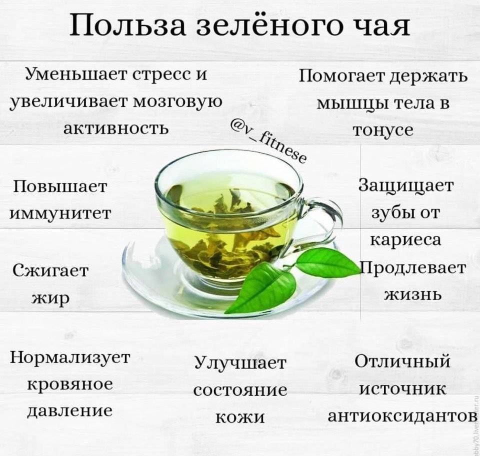 Польза зеленого чая: причины пить его ежедневно