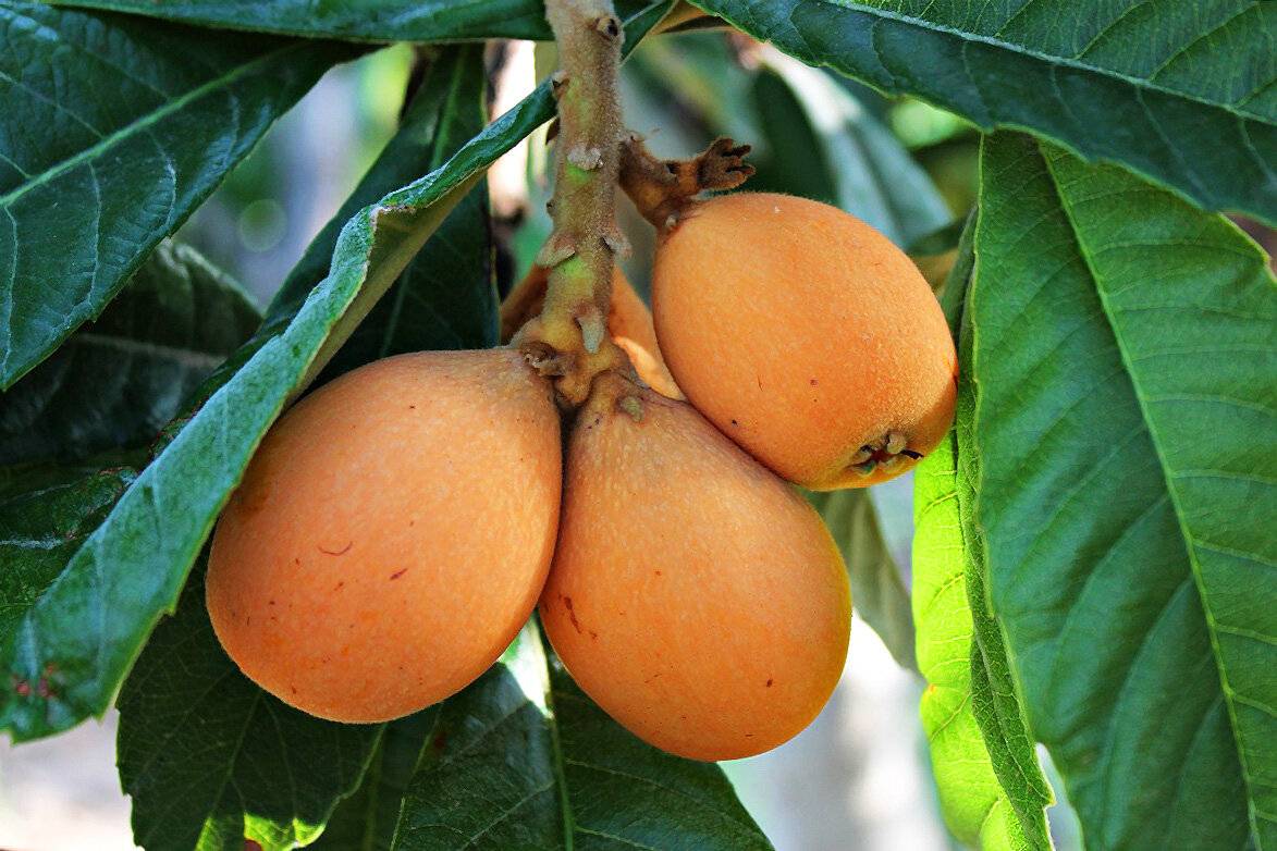 Что за фрукт лонган, где его выращивают, как едят и чем он полезен
