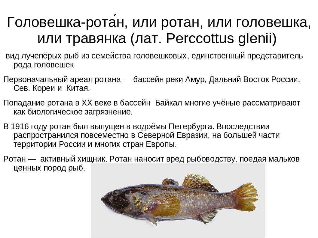 Всё о рыбе ротан:  фото, описание, откуда взялся