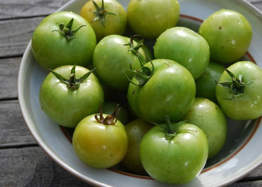 Зеленые помидоры: польза и вред для организма