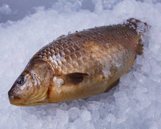 Рыба карп: польза и вред для здоровья организма, фото