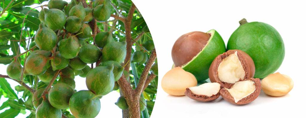 Орех макадамия – полезные свойства для организма и противопоказания