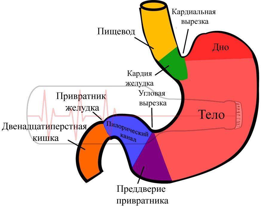 Схема желудка