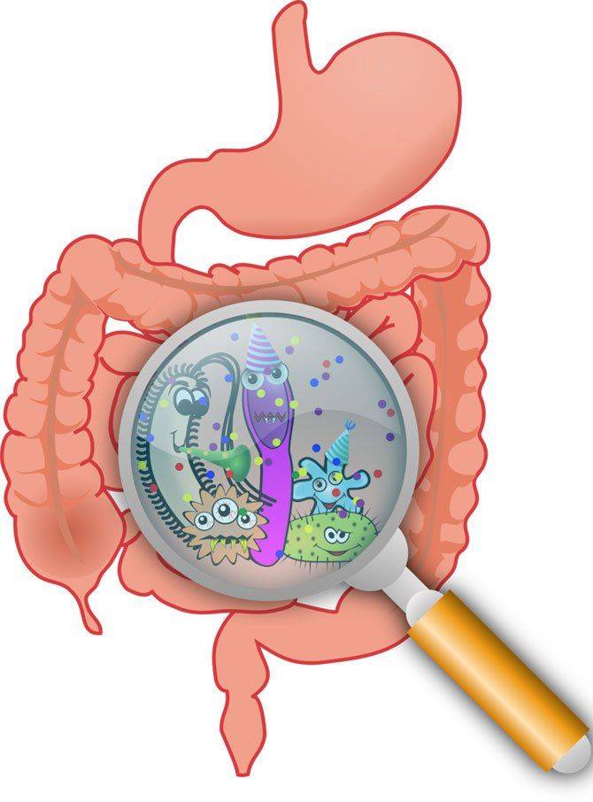 Микробы в кишечнике