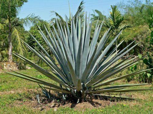 Растение Agave tequilana