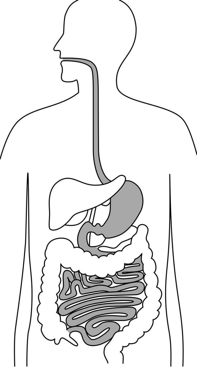 Нарисовать желудочно кишечный тракт