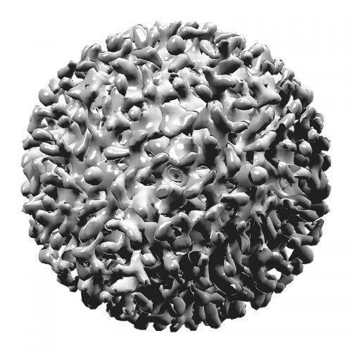 Вирус Гепатита