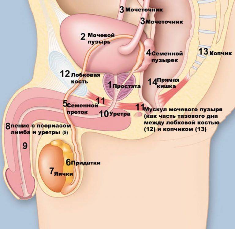 Где находится мочевой пузырь у мужчин картинки