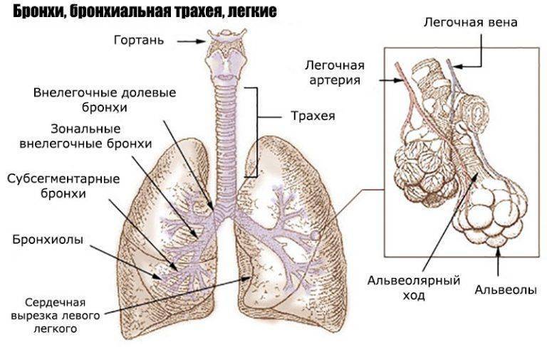 Легкие и бронхи картинка на скелете человека