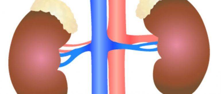 Нефропатия у взрослых и детей
