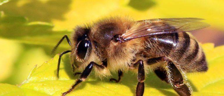 Как проявляется аллергия на укус пчелы и чем ее лечить?