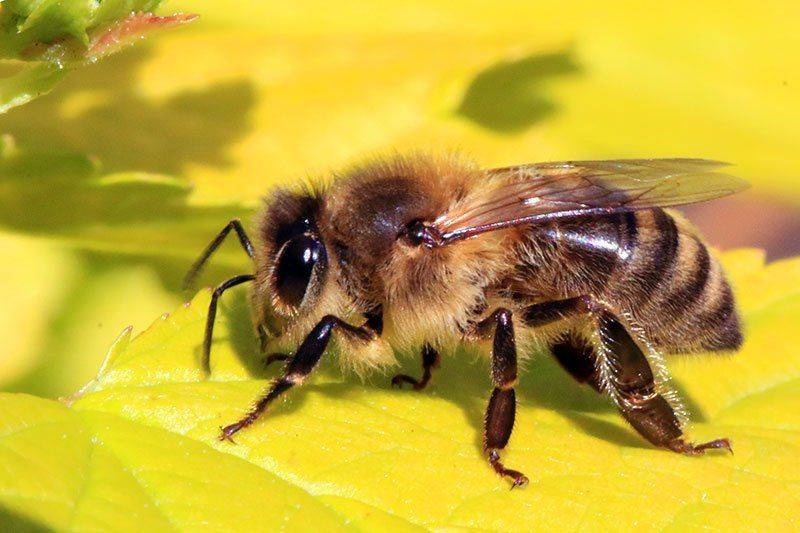 Пчела собирает мёд