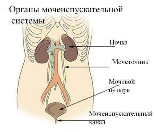Органы мочеиспускательной системы
