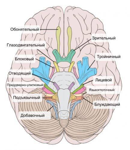 Нервы и мозг