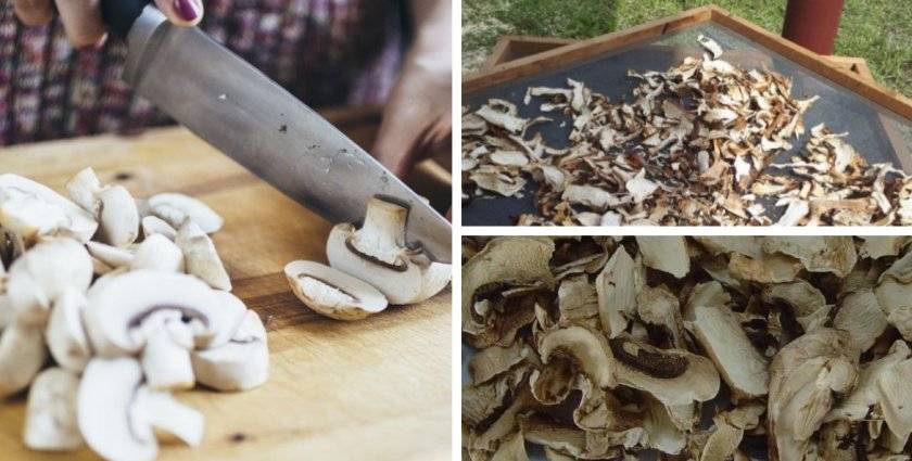 Как сушить грибы в домашних условиях: выбор грибов и способы сушки