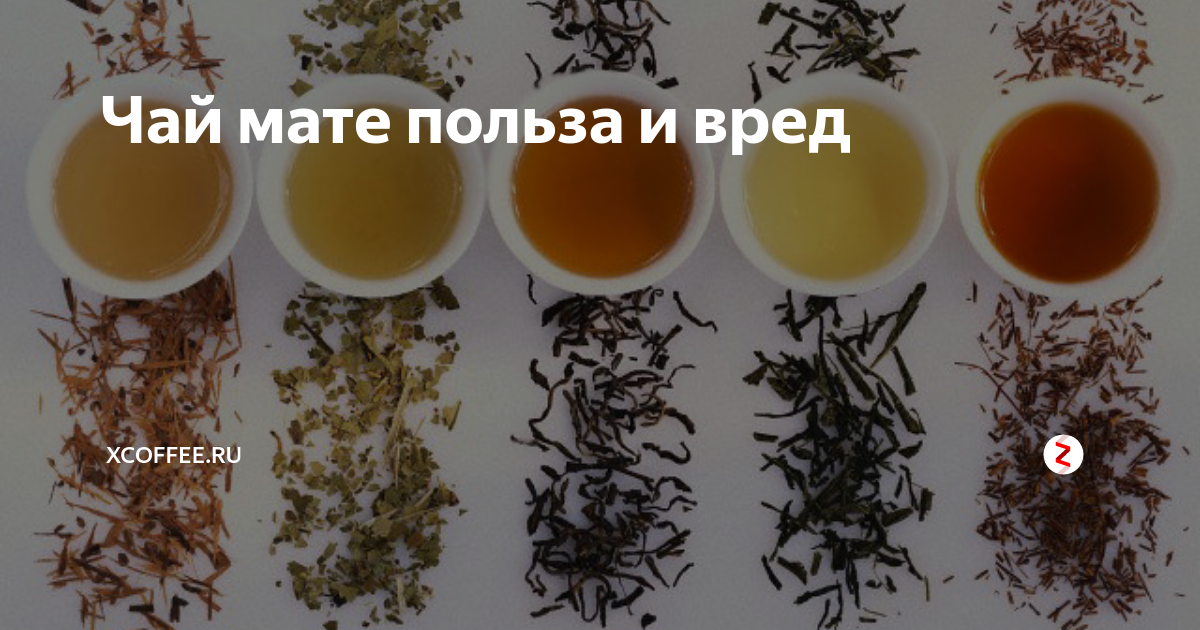 Чай мате — польза и вред. правила заваривания чая мате