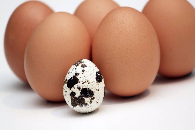 Яйца при беременности: можно ли беременным яйца