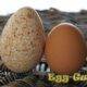 Яйца индюшки – польза и вред