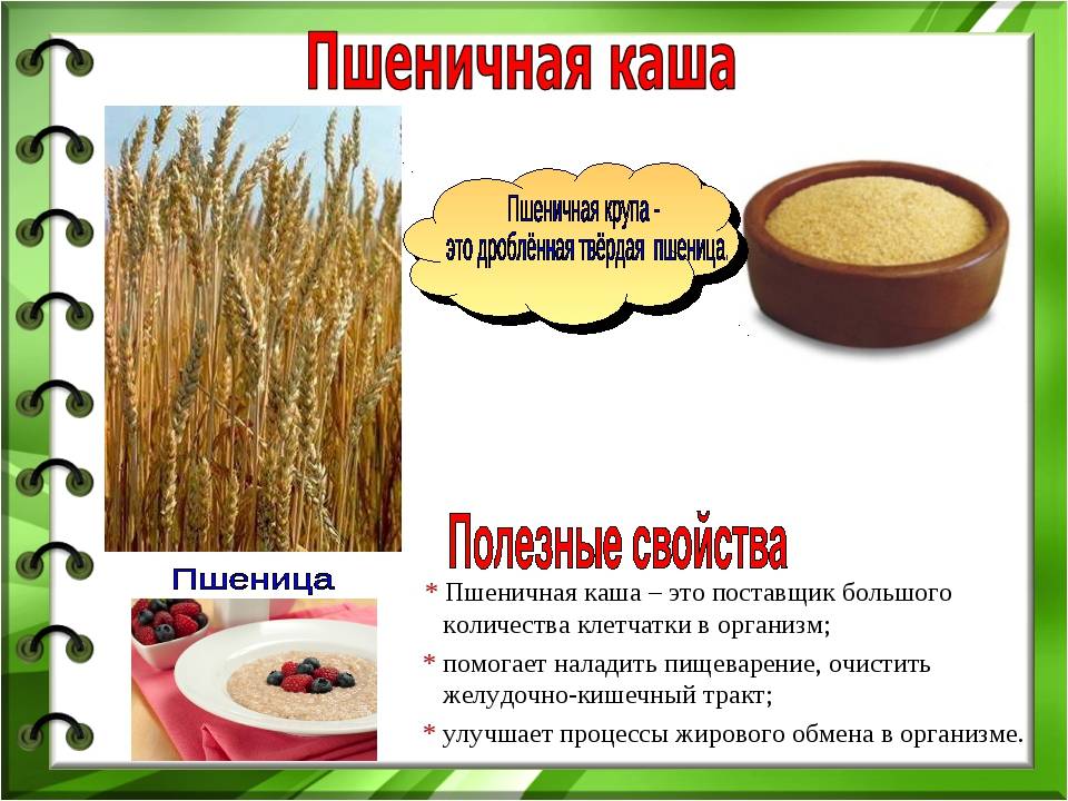 Пшеничная каша: польза и вред для здоровья