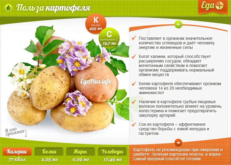 Польза и вред картофеля для здоровья человека