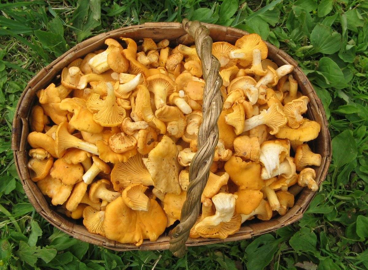 Лечебные свойства грибов лисичек