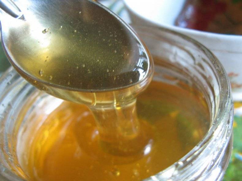 Донниковый мед: лечебные свойства, применение и противопоказания