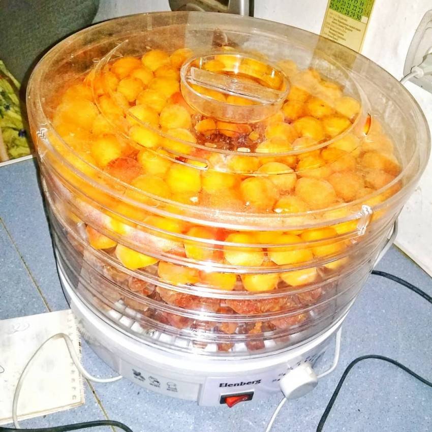 Полезное лакомство: сушим абрикосы в домашних условиях