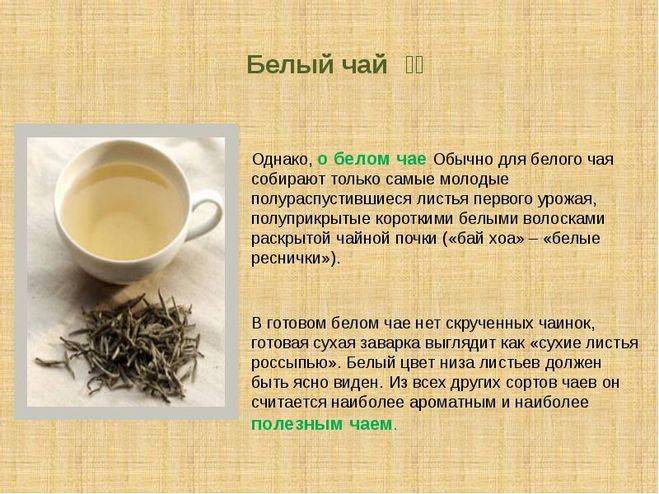 Польза и вред белого чая. особенности заваривания