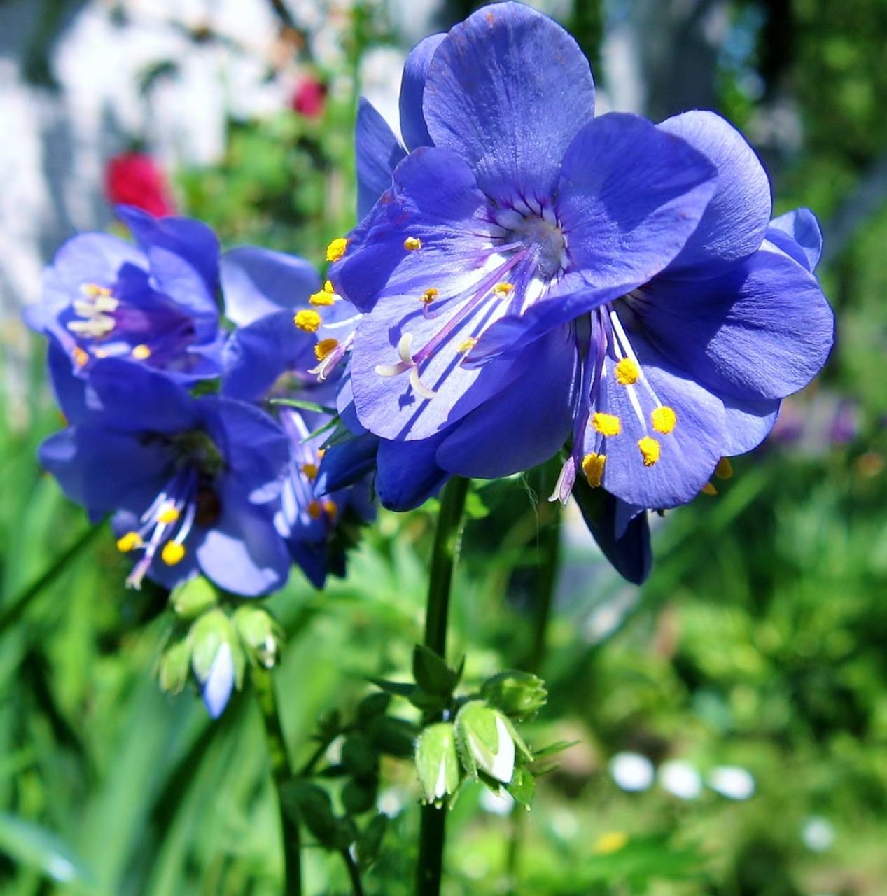 Трава синюха голубая — лечебные свойства и противопоказания
