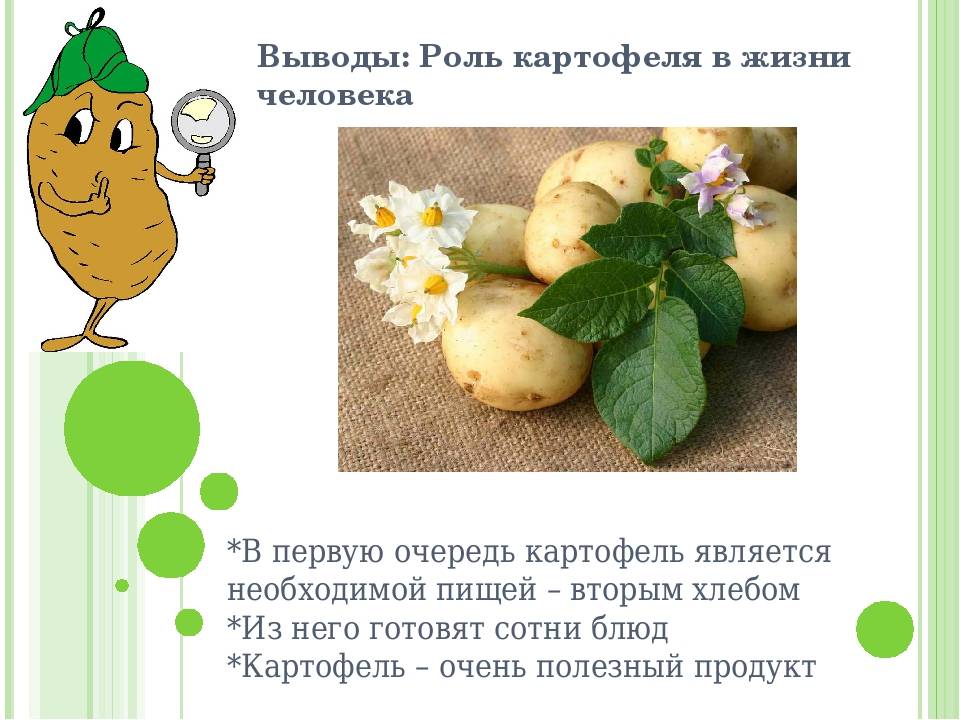 Картофель: полезные свойства и противопоказания. картофельный сок
