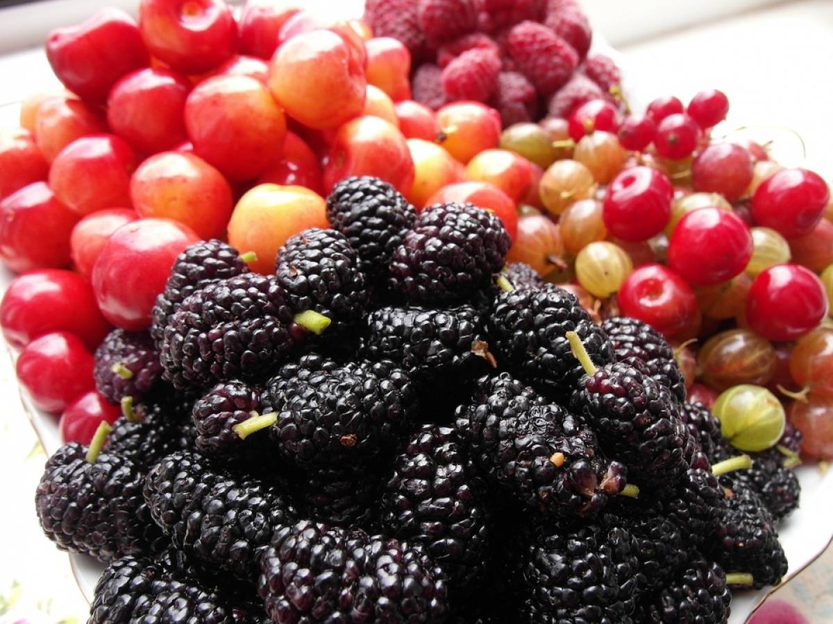 Самые полезные ягоды, их свойства + таблица содержания кбжу, витаминов и минералов