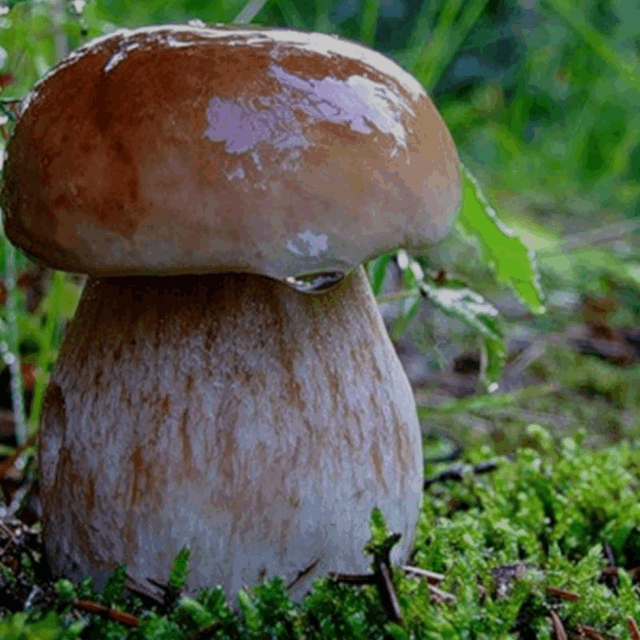 Белый гриб: полезные свойства и лечебные рецепты