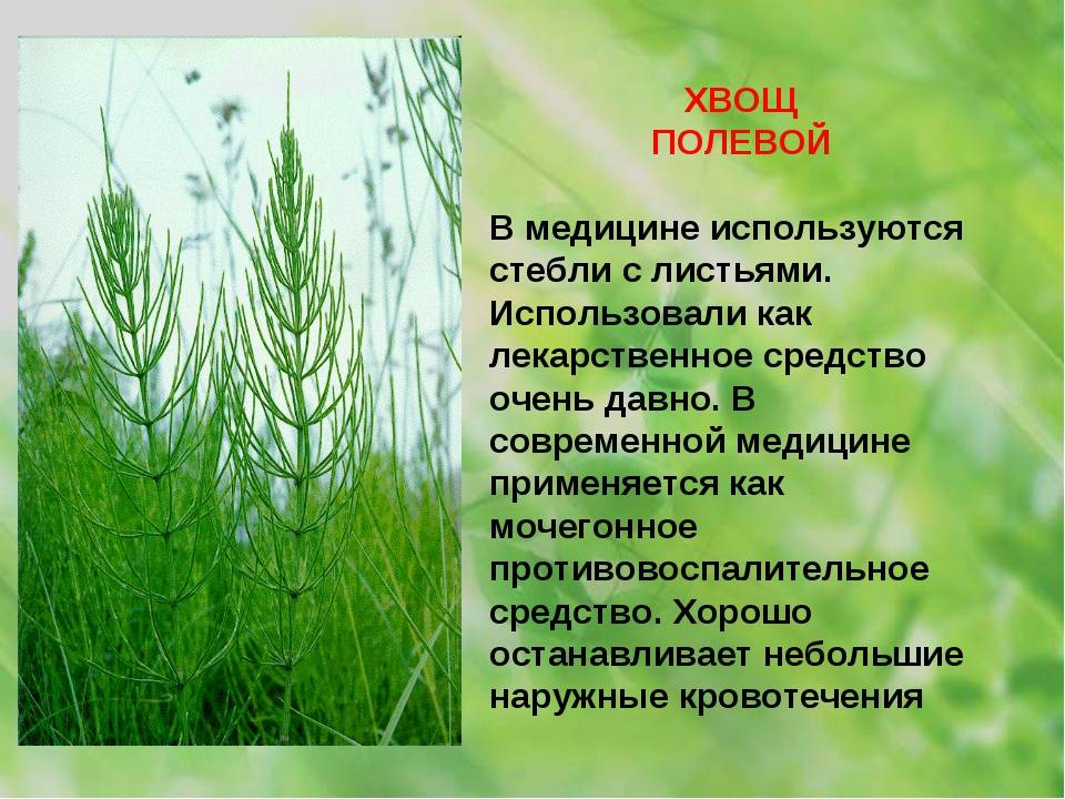 Лечебные свойства полевого хвоща, отличия от ядовитого. применение травы в медицине и косметологии
