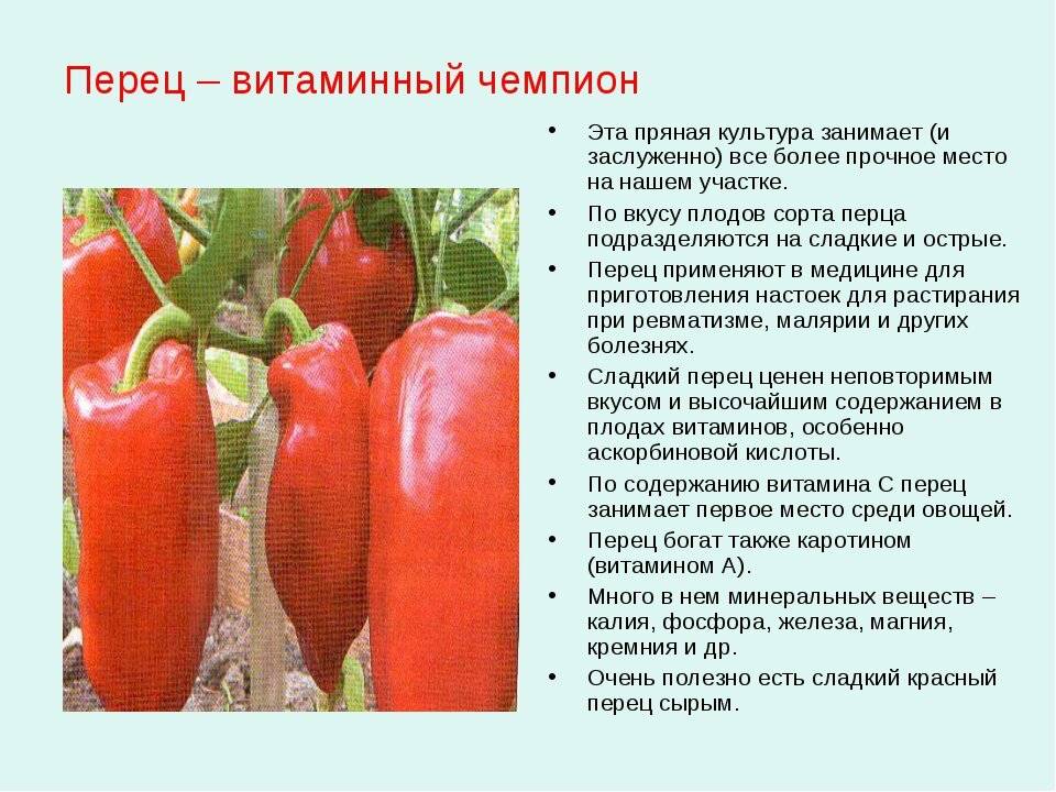 Болгарский перец, его польза и вред для организма