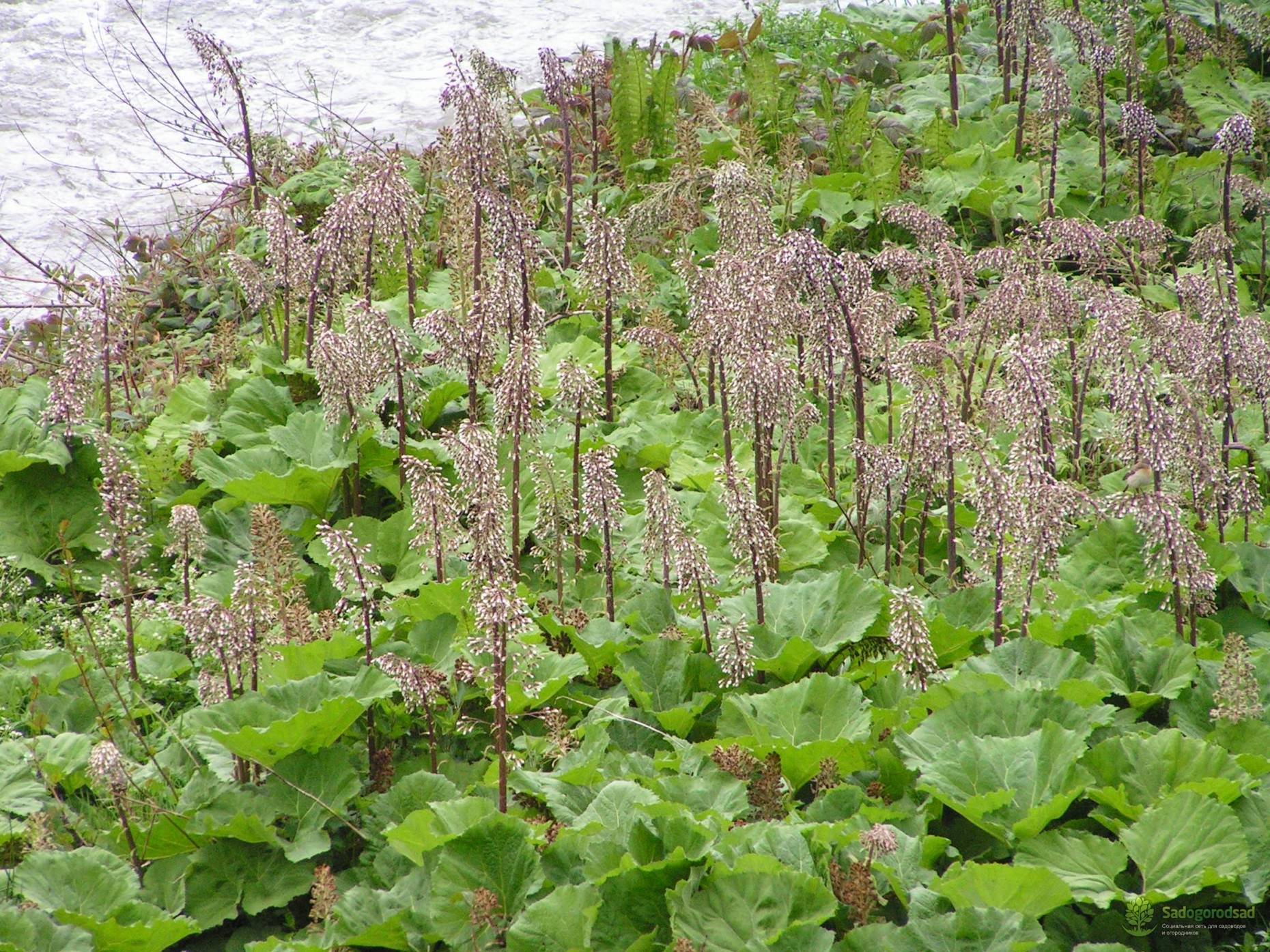 Белокрыльник болотный – растение с целебными свойствами
