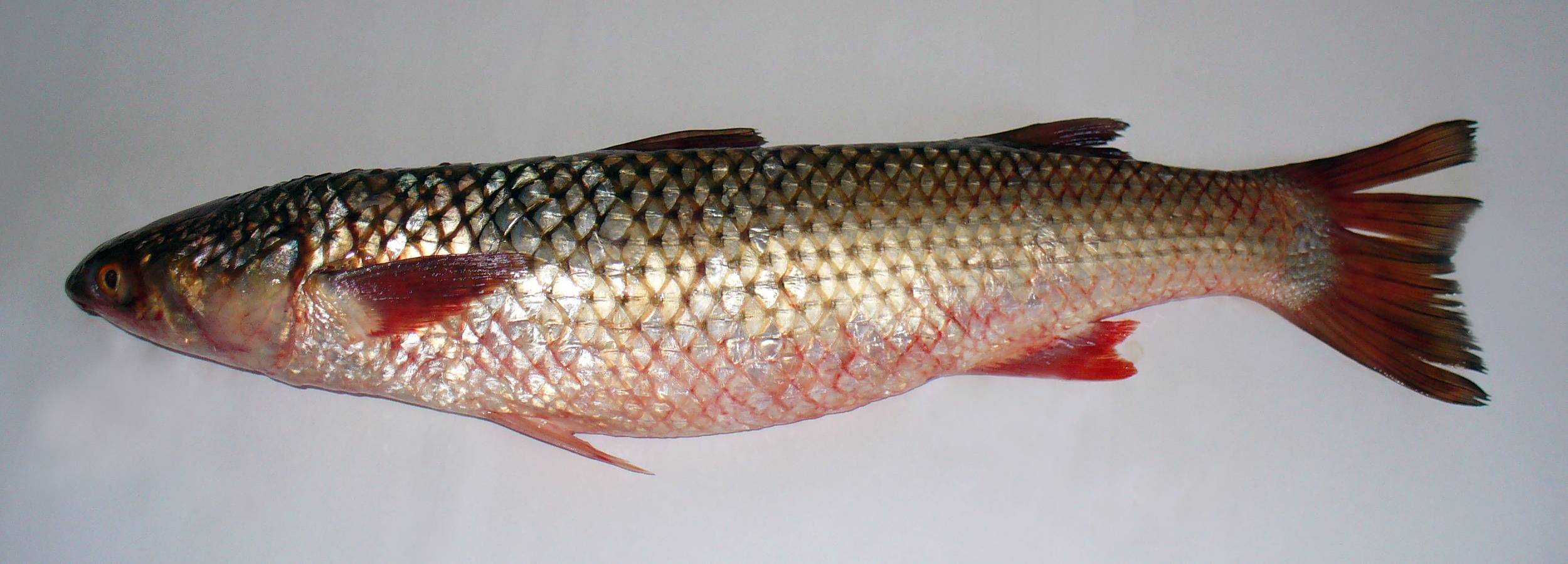 Рыба кефаль: польза и вред, химический состав, калорийность, фото