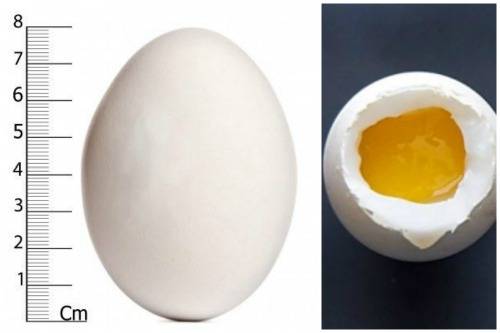Чем полезны гусиные яйца