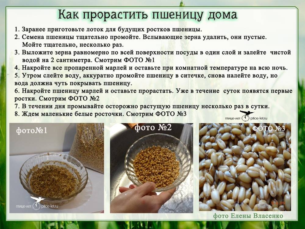 Как правильно прорастить пшеницу для еды