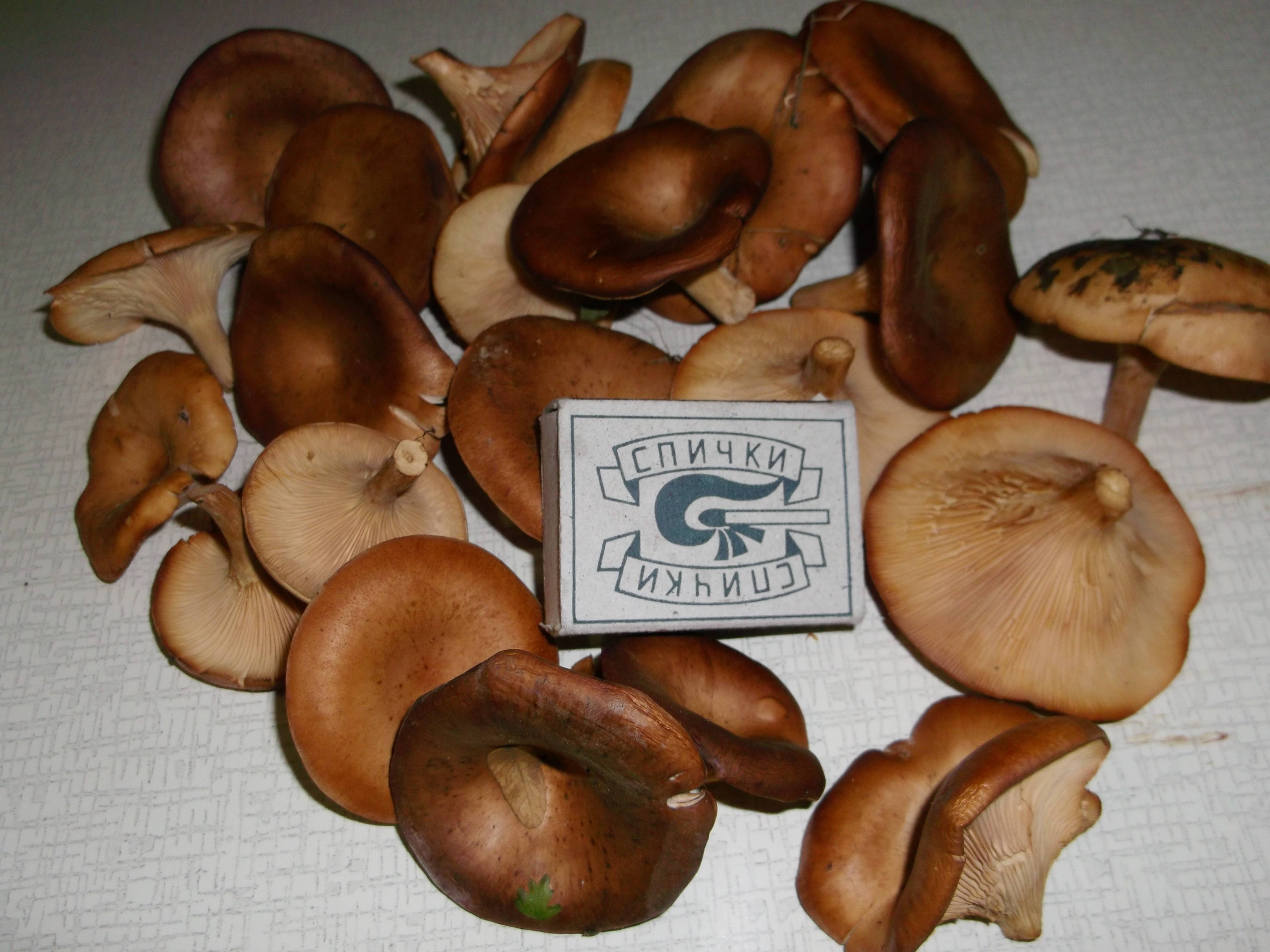 Чем полезны грибы рыжики в сыром, соленом и маринованном виде?