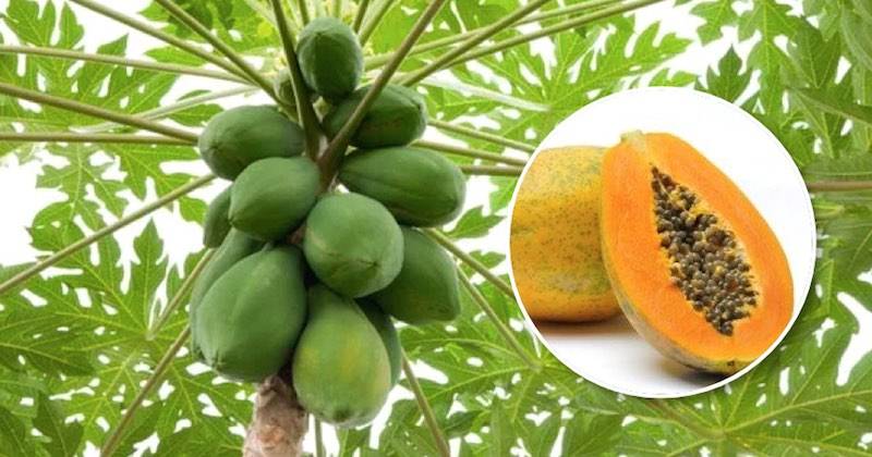 Ценный тропический плод папайя и ее полезные свойства для людей разного возраста