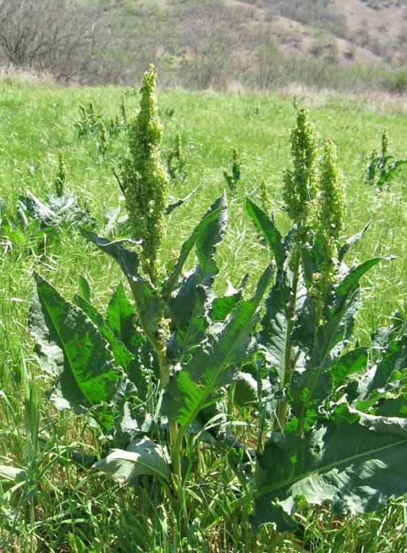 Щавель конский: лечебные свойства и противопоказания травы